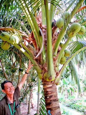 Vo Thanh Thuong in his aromatic coconut grove (Photo: SGGP) Vo Thanh Thuong in his aromatic coconut grove (Photo: SGGP)